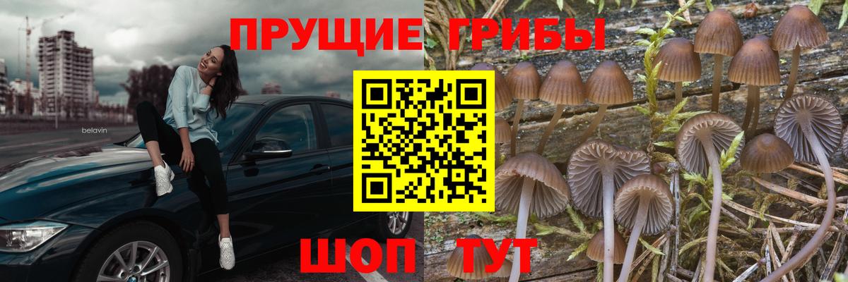Вольск  наркота  Вход с VPN  Галлюциногенные грибы прущие грибы 